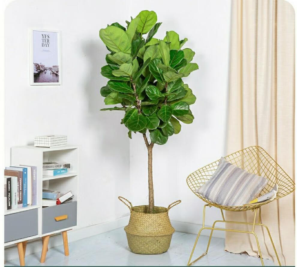 琴叶榕大盆栽客厅阳台大型绿植北欧风四季常绿除甲醛好养观叶植物 搭