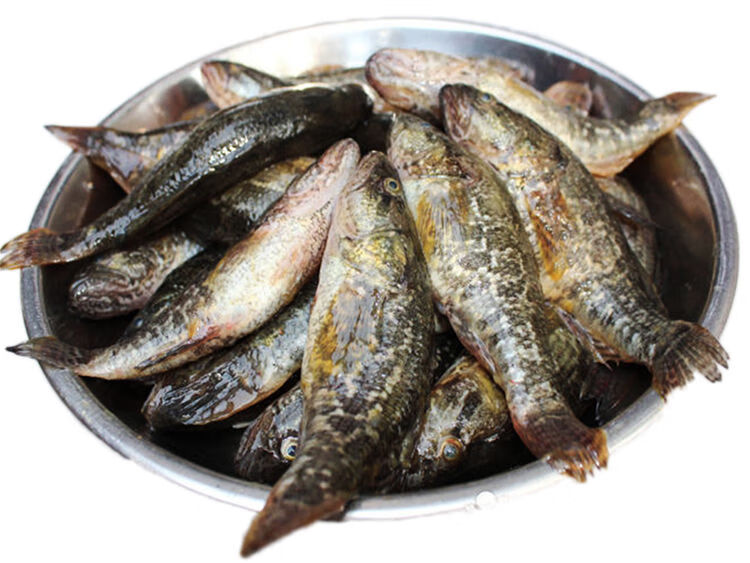 lism渔民直销正宗老头鱼东北大老头鱼黑龙江特产山胖头新鲜活速冻