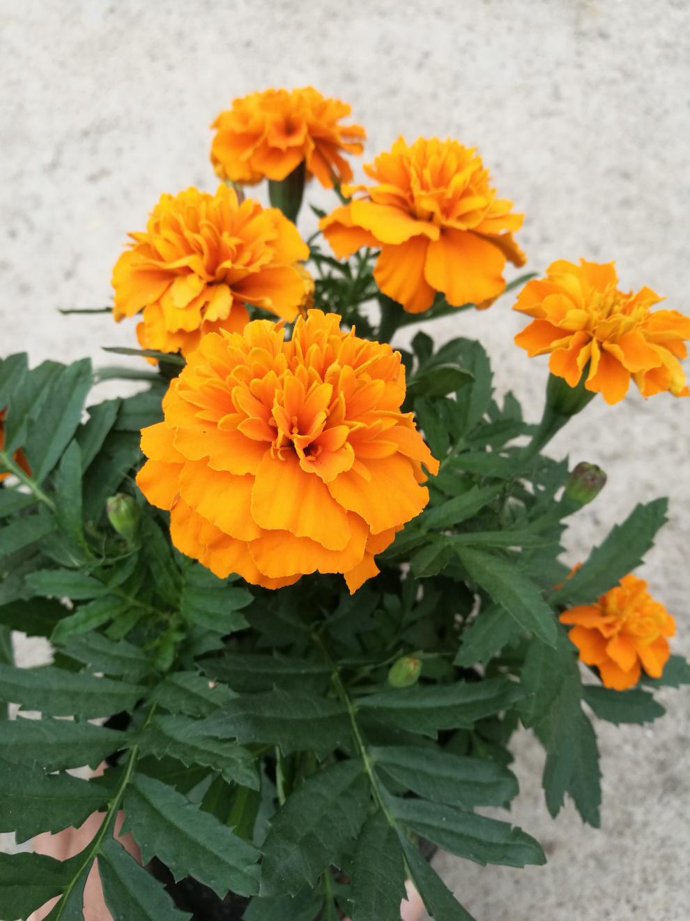 孔雀草小万寿菊耐寒易活开花不断花期长园林景观绿化工程花草黄色含盆