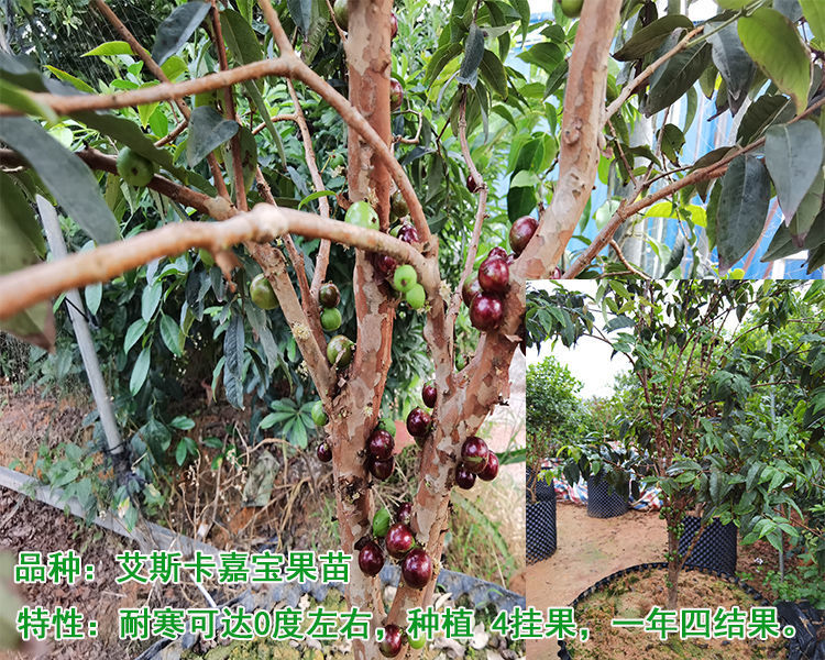 嘉宝果树苗四季早生艾斯卡沙巴加多宝果苗带花带果正宗结果2年苗