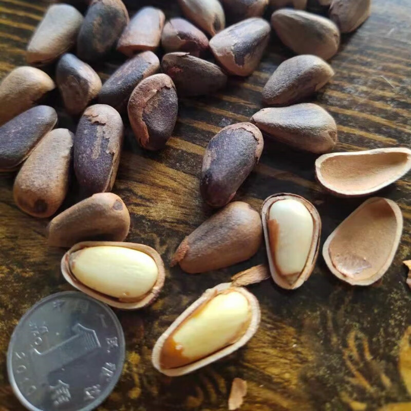 晨臻 黑龙江新货东北红松籽开口红松子大粒手剥原味非油炸坚果 原味炒