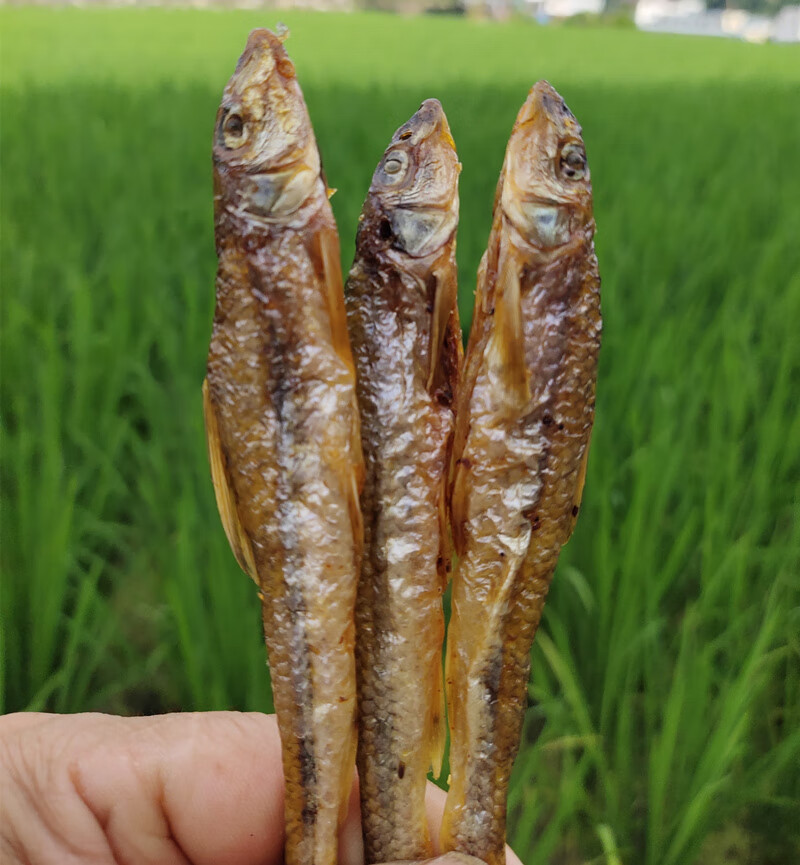 沙棍鱼图片图片