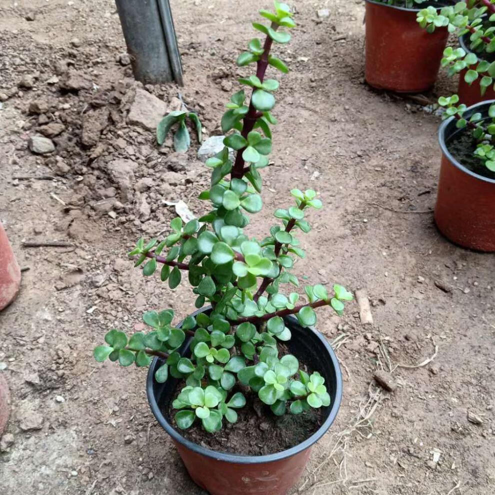 精品绿植金枝玉叶多肉老桩盆栽植物室内室外花卉四季常青净化空气吸