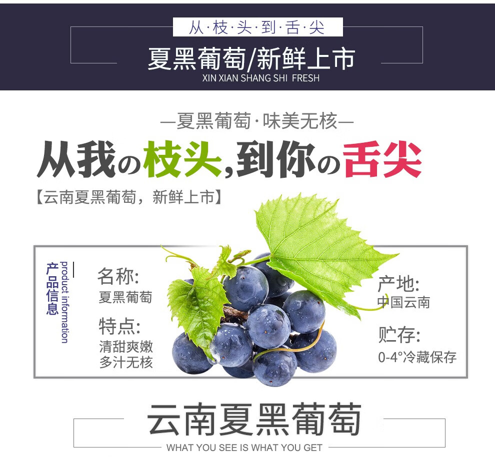 晨臻顺丰速运夏黑葡萄无籽夏黑提子东北辽峰巨峰葡萄礼盒装礼礼盒装
