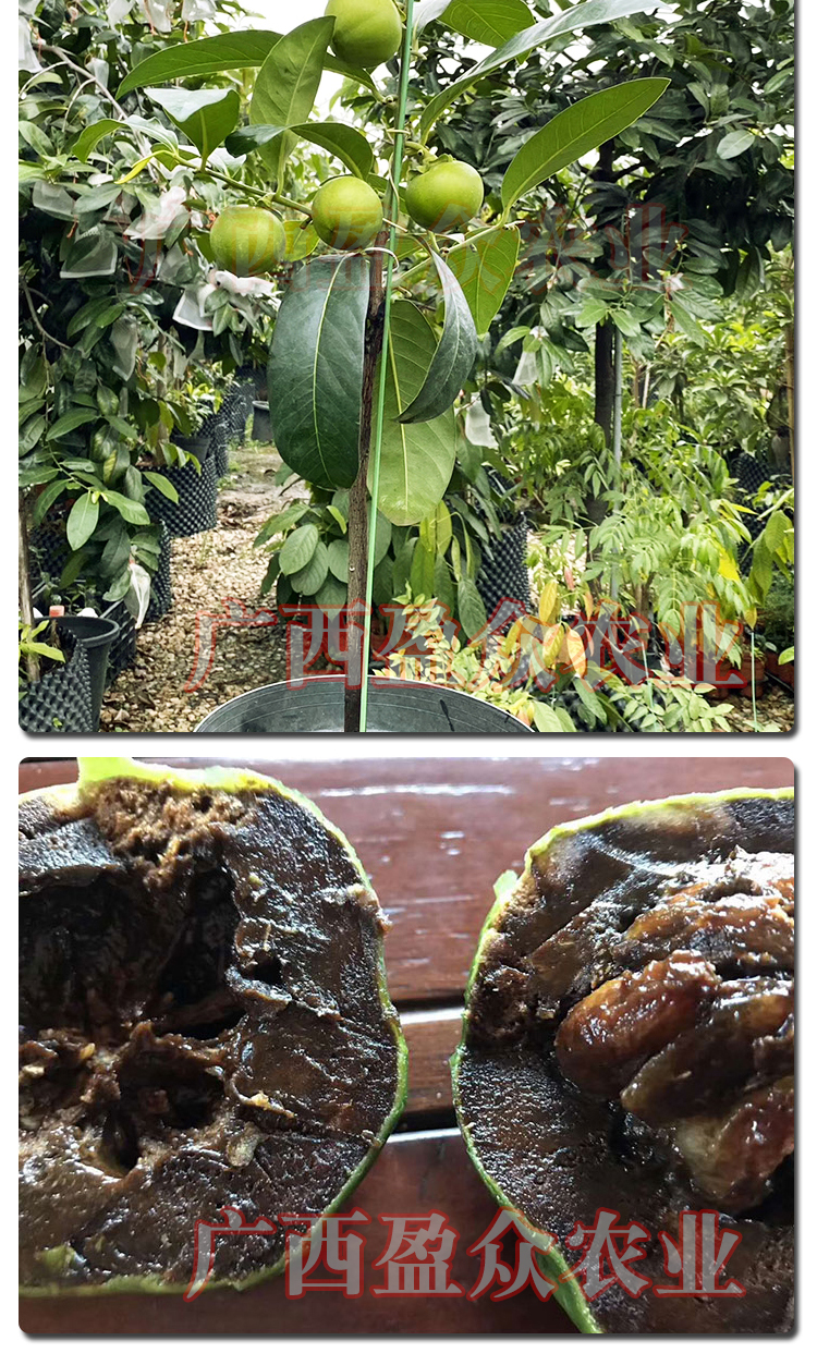 花姬四季巧克力布丁黑柿水果树苗新品种庭院种植阳台盆栽水果四季