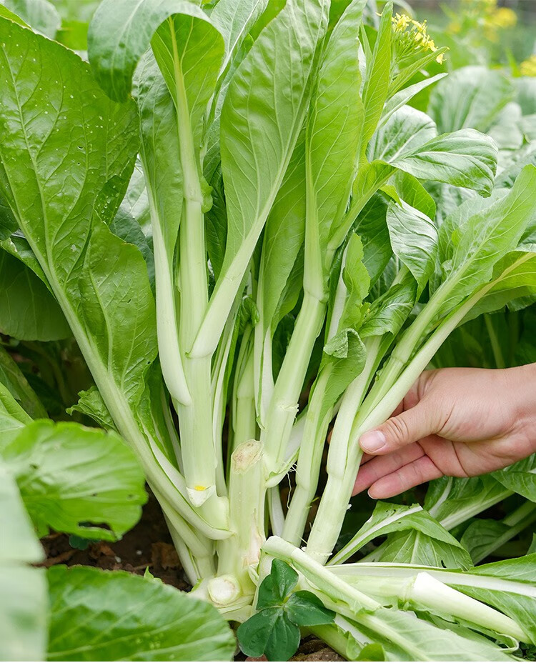 北蔬白菜薹種子四九菜心四季蔬菜四九菜心種子四季用250g散裝