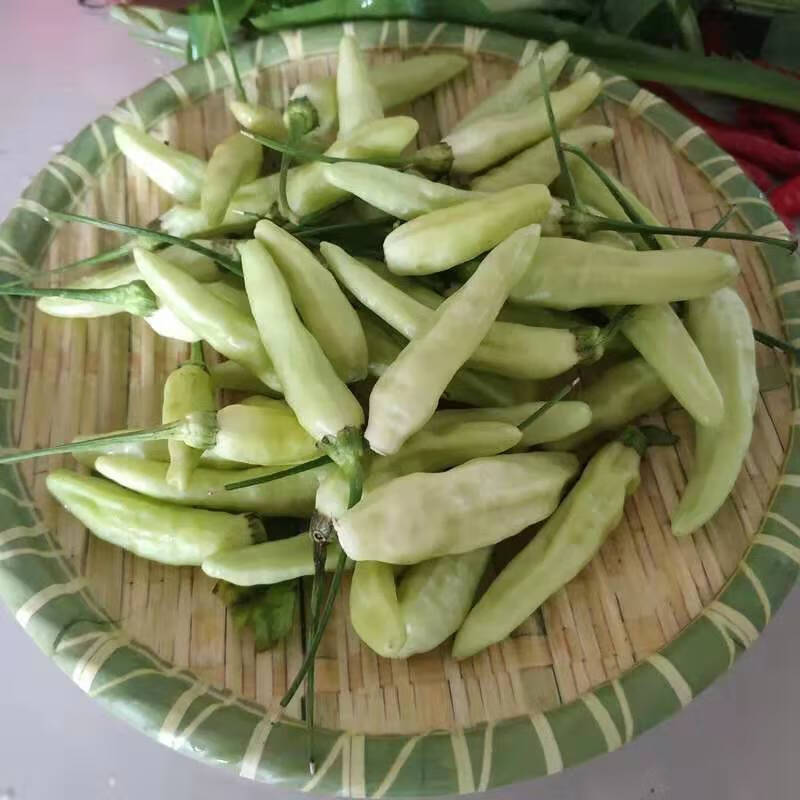 玫栀顺丰云南临沧小米辣新鲜小米辣椒云南白小米椒新鲜蔬菜1斤