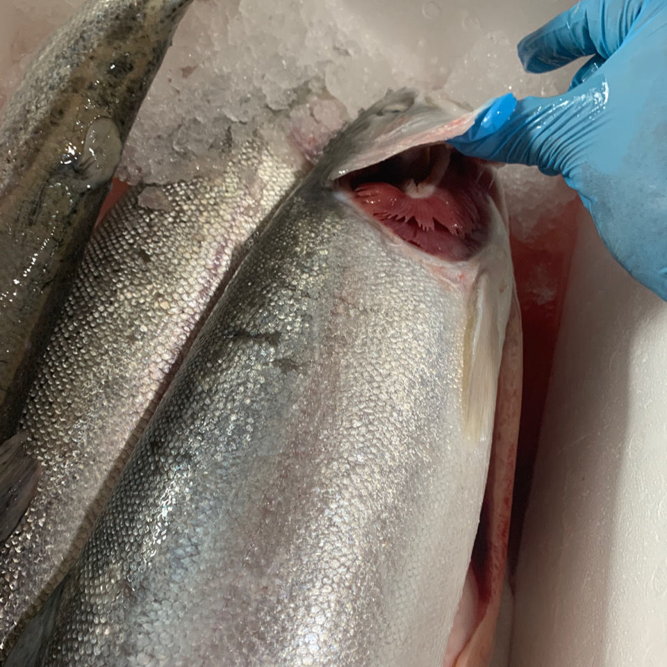 整条三文鱼三文鱼一条开完肚4斤到6斤开片拔刺开片去皮去刺六斤左右