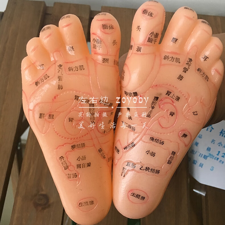 产品描述【华佗左右脚模18cm 显示脚背上和脚心上的针灸穴位和反射区