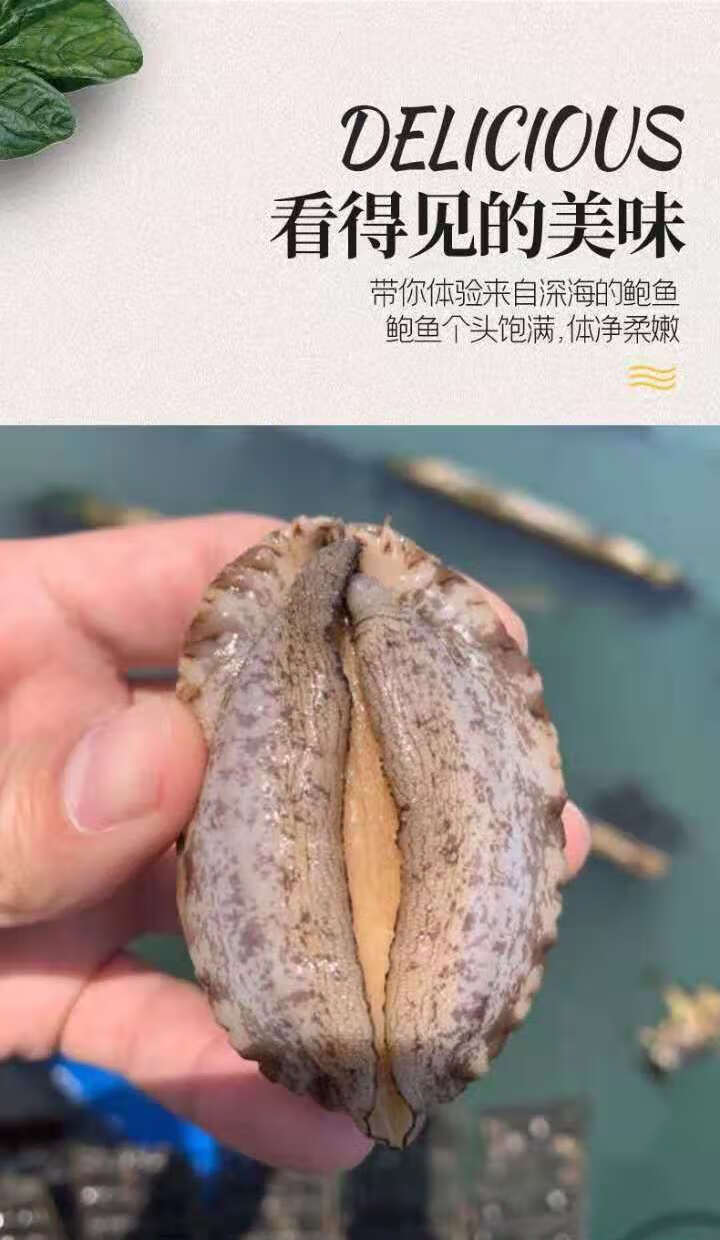 鲍鱼鲜活锁鲜活冻水产海捕鲍鱼贝类海鲜非鲍鱼干美人觉醒大号1114只斤