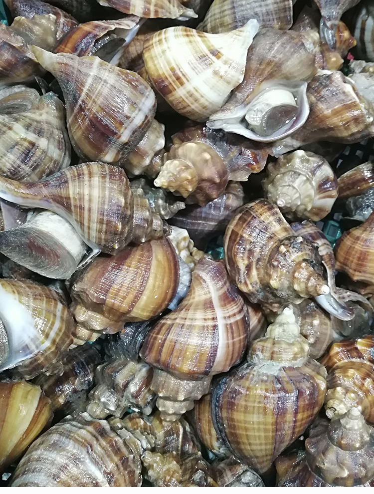 大连海鲜特产网红贝类花螺天然响螺深海田螺新鲜超大海螺 1000g【图片