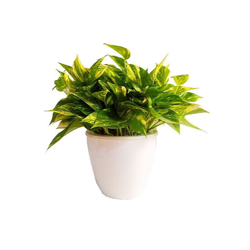 黄金年华花叶绿萝水培黄斑金叶迷你稀有盆栽室内桌面观叶55株吸水白盆