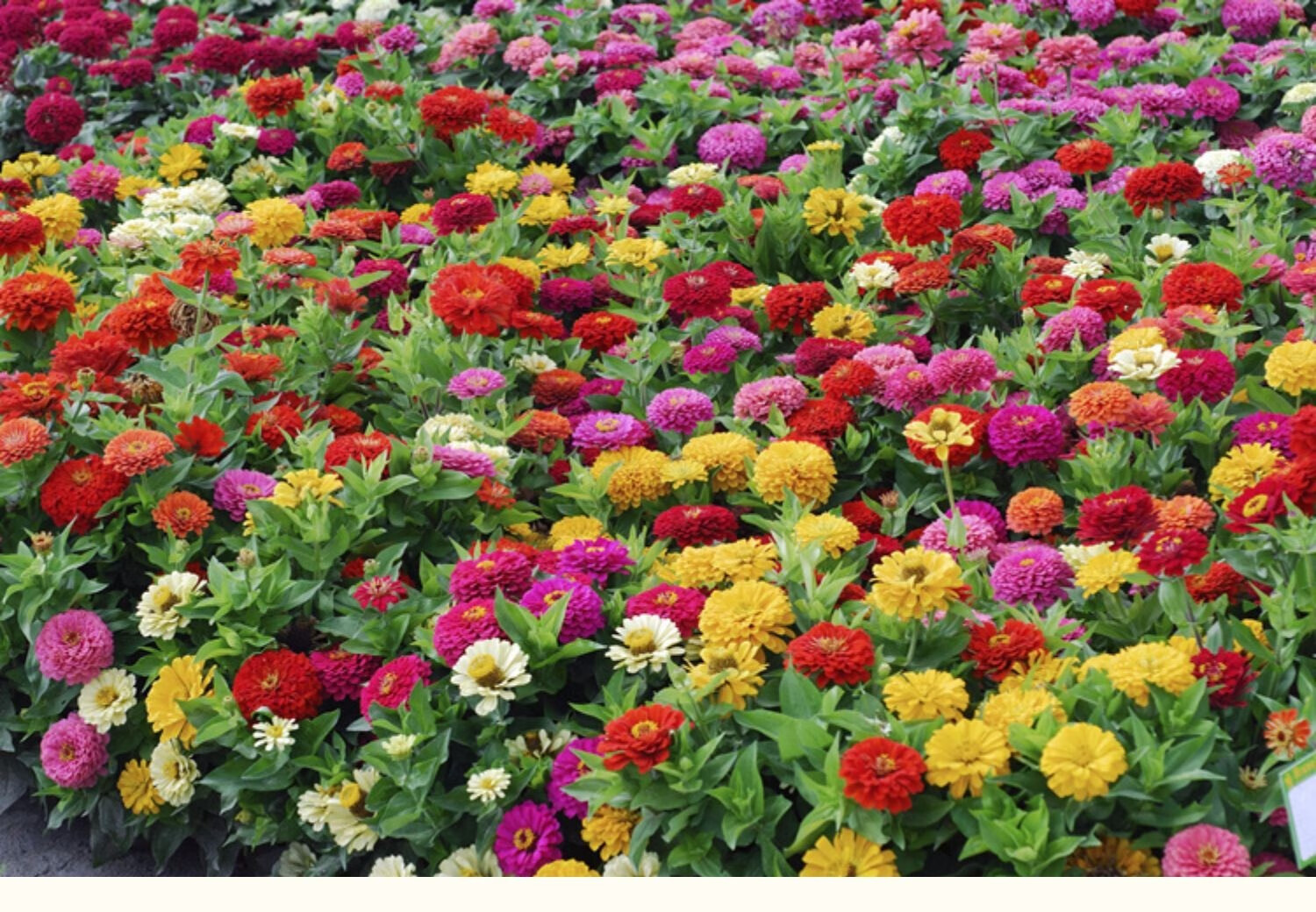 开花花籽鲜花盆栽阳台庭院公园花海花卉种子鑫意红色百日草种子1斤