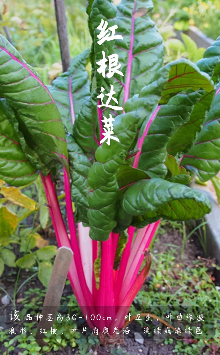 农之子根达菜种子根瘩菜莙荙菜根达菜种子8g2袋