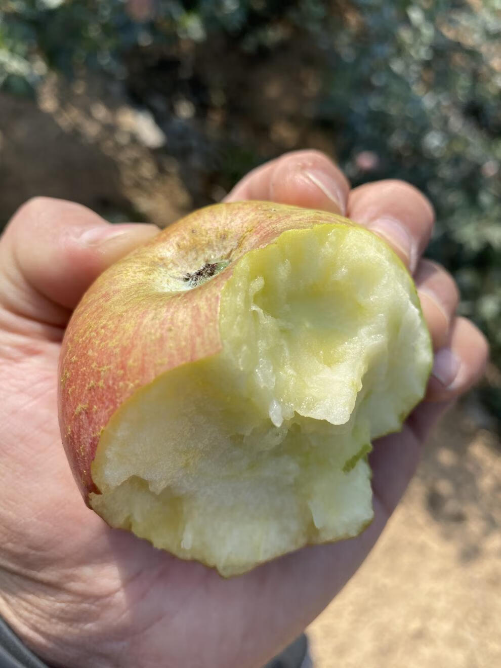 轻恋正宗小国光苹果山东烟台大连五莲老树国光青丑苹果酸甜脆现摘水果