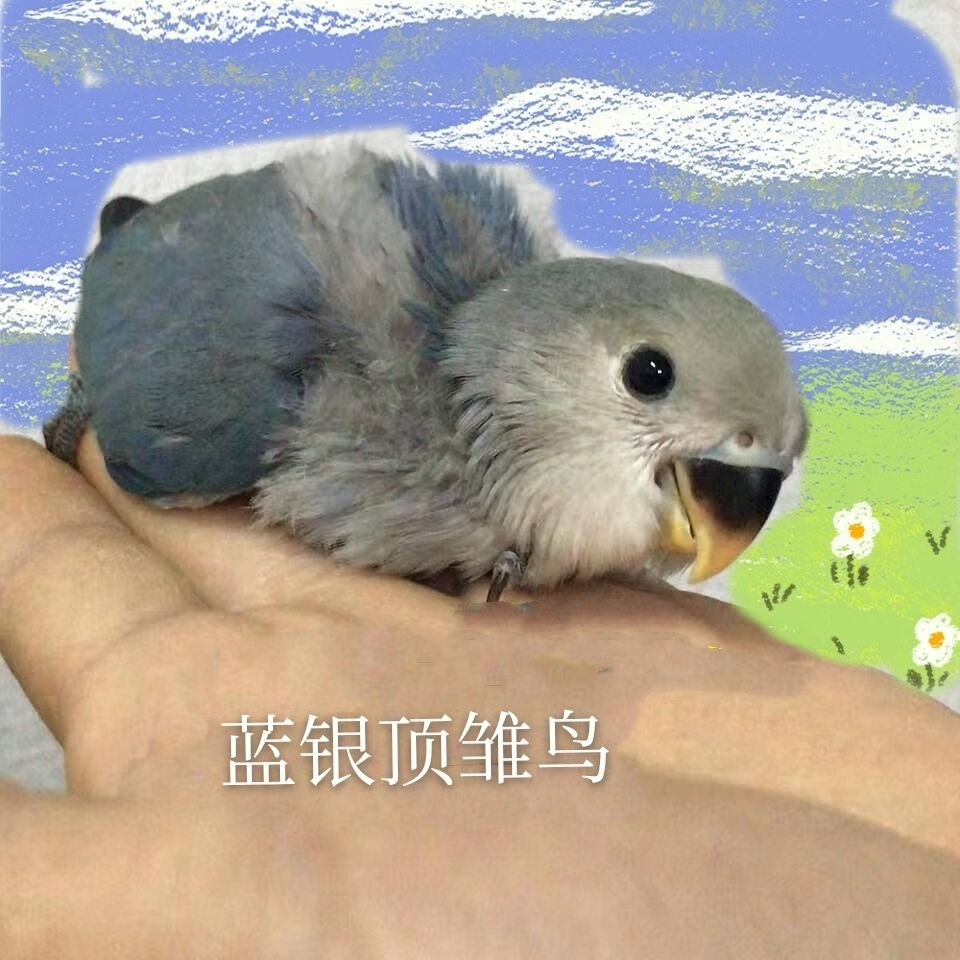 榮鬱鳥活體雛鳥親人鳥寵物桃臉牡丹鸚鵡玄鳳綠金頂日本桃藍腰雛鳥1525