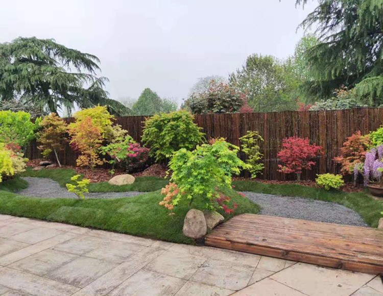 多规格枫树盆栽红枫树苗庭院树彩叶日式花园阳台植物日本枫马洋亭 99