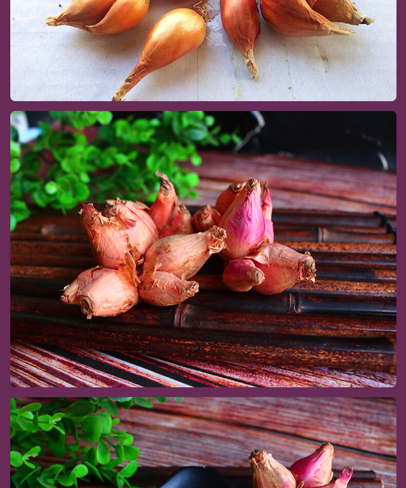 苏北农家新鲜红葱头种子盆栽干香小葱头火葱种子香葱头葱果子5斤2500g