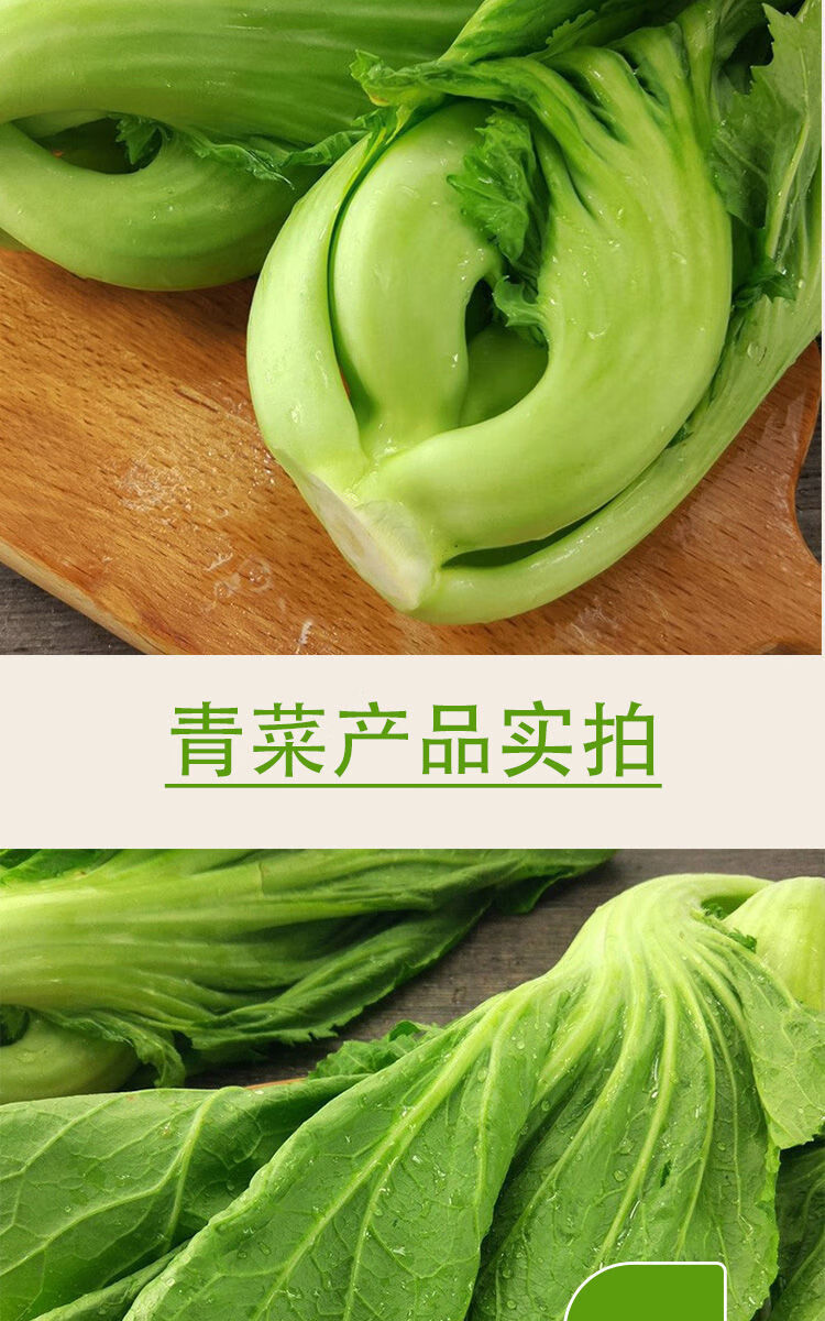 新鲜现摘大叶青菜泡菜腌制酸菜农家自种四川芥菜时令蔬菜当季苦菜5斤