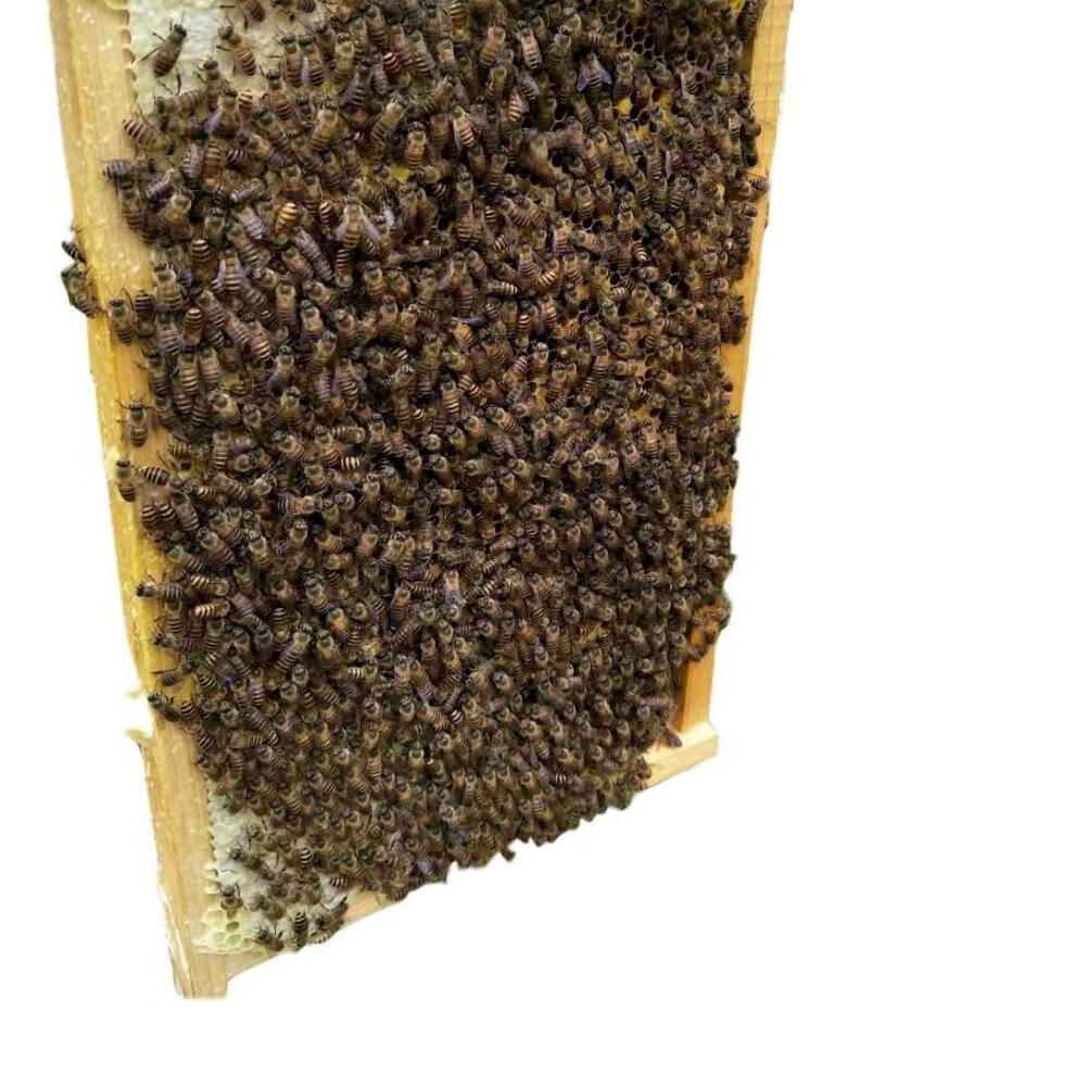 不二臣中蜂蜂王种王高产蜜蜂王土蜂王活体产卵王双色阿坝新产王黑王