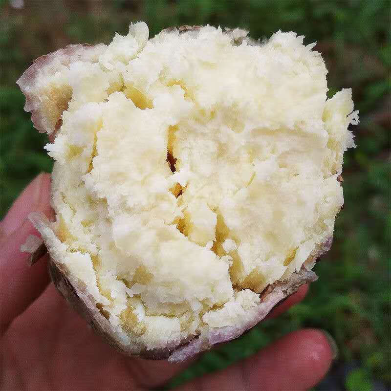 白心红薯板栗薯番薯新鲜现挖白薯农家老品种地瓜新鲜蔬菜白瓢地瓜番薯