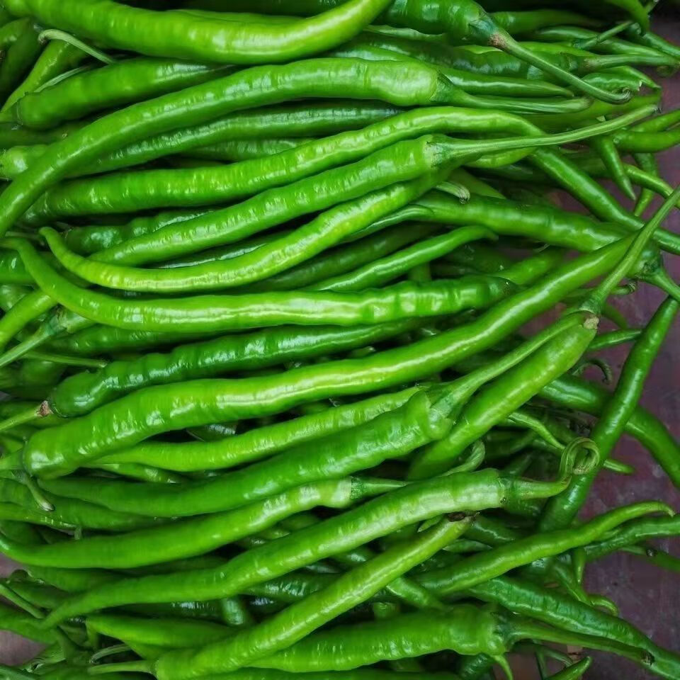 红辣椒青线椒青椒精品二荆条批发红线椒1斤装二荆条普通纸箱装3度以上