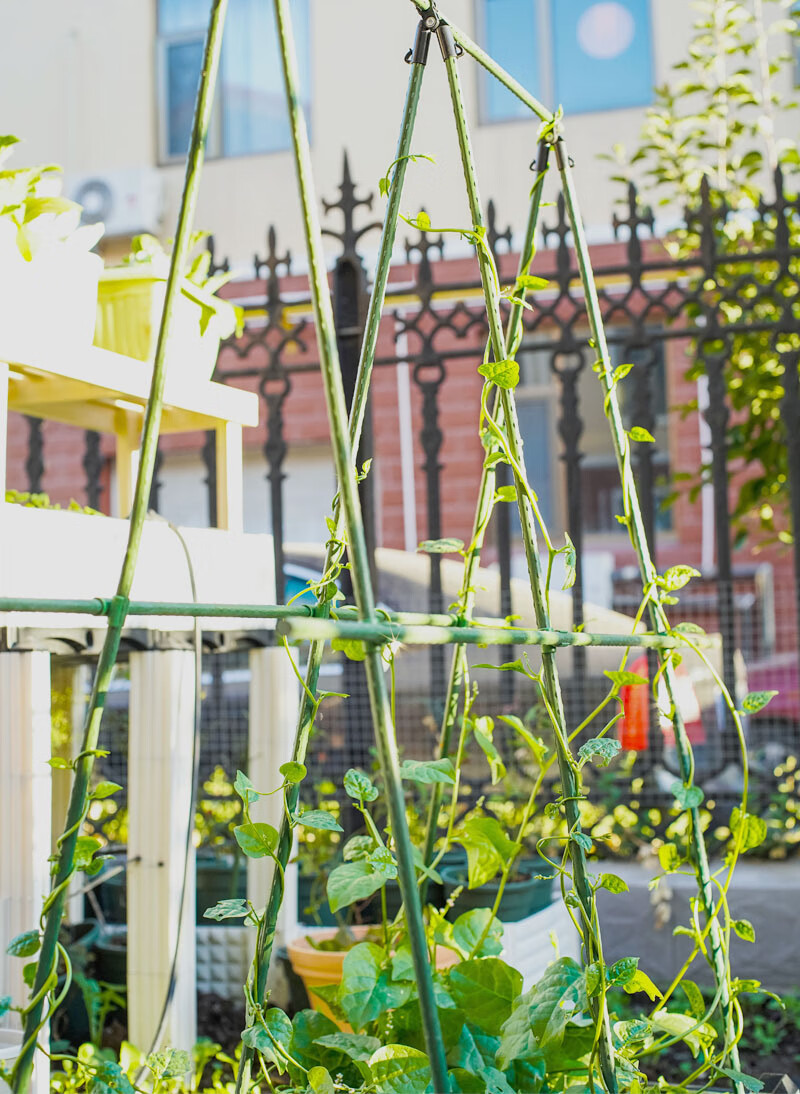 黄瓜架子豆角架子仿真竹竿丝瓜爬藤架豆角爬藤架竹竿棍菜园搭架 直径