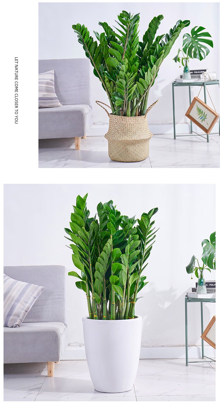 送货到家金钱树大盆栽摇钱树钱串子发财树四季常青好养客厅大型植物净