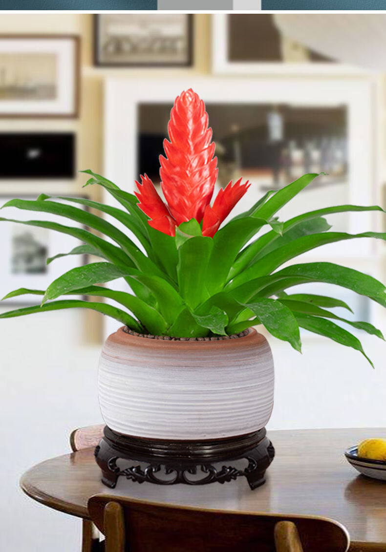 鸿运当头玉扇手花卉绿植盆栽万年红室内好养办公室客厅开花 手 鸟语