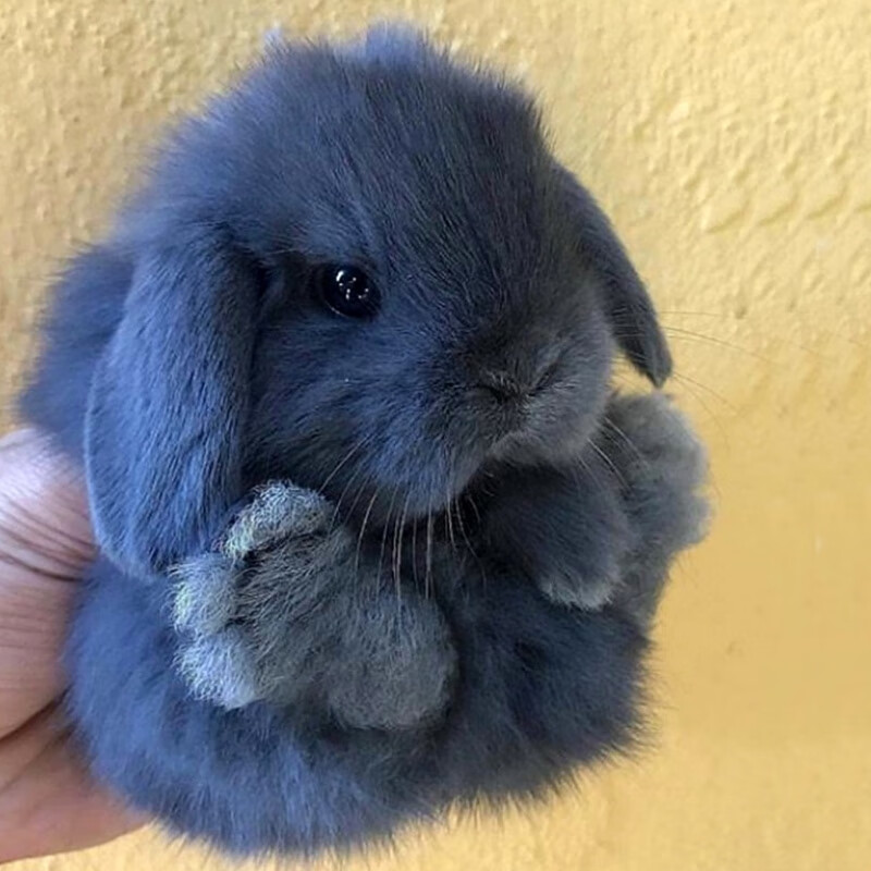 京选推荐兔子活物宠物兔活物垂耳兔活兔子宠物兔侏儒小兔小型迷你宠物