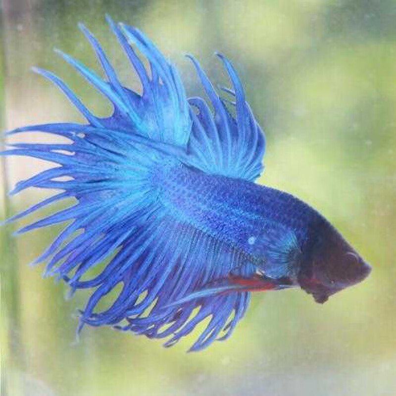 京选推荐泰国斗鱼活半月狮王马尾斗鱼抱卵母鱼活热带鱼观赏小型鱼蓝色