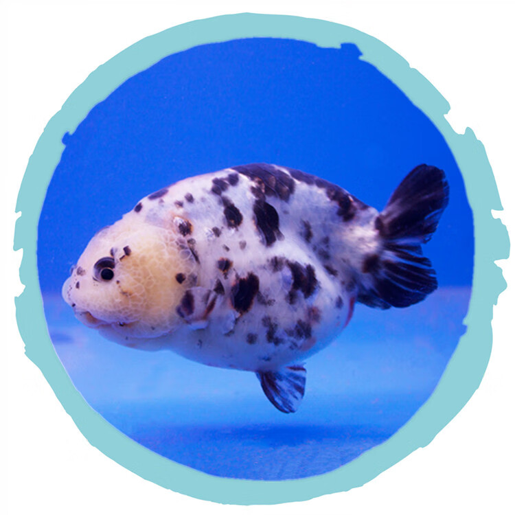 zxc奶牛水墨兰寿金鱼活鱼冷水观赏鱼苗五花寿红白黑兰寿精品包活好养