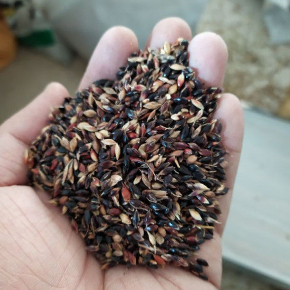 进口苏丹草草籽高丹草种四季猪牛羊种子牧草喂鱼养殖再生鱼草种籽