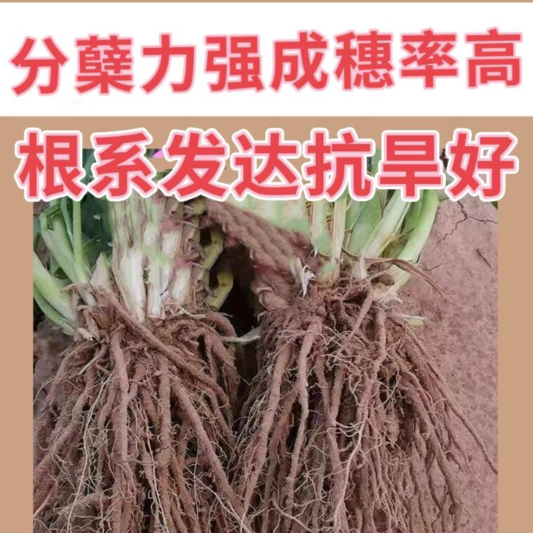 国审小麦种子批发大全高产矮杆抗旱抗倒伏抗病原种农科院新品种 矮杆