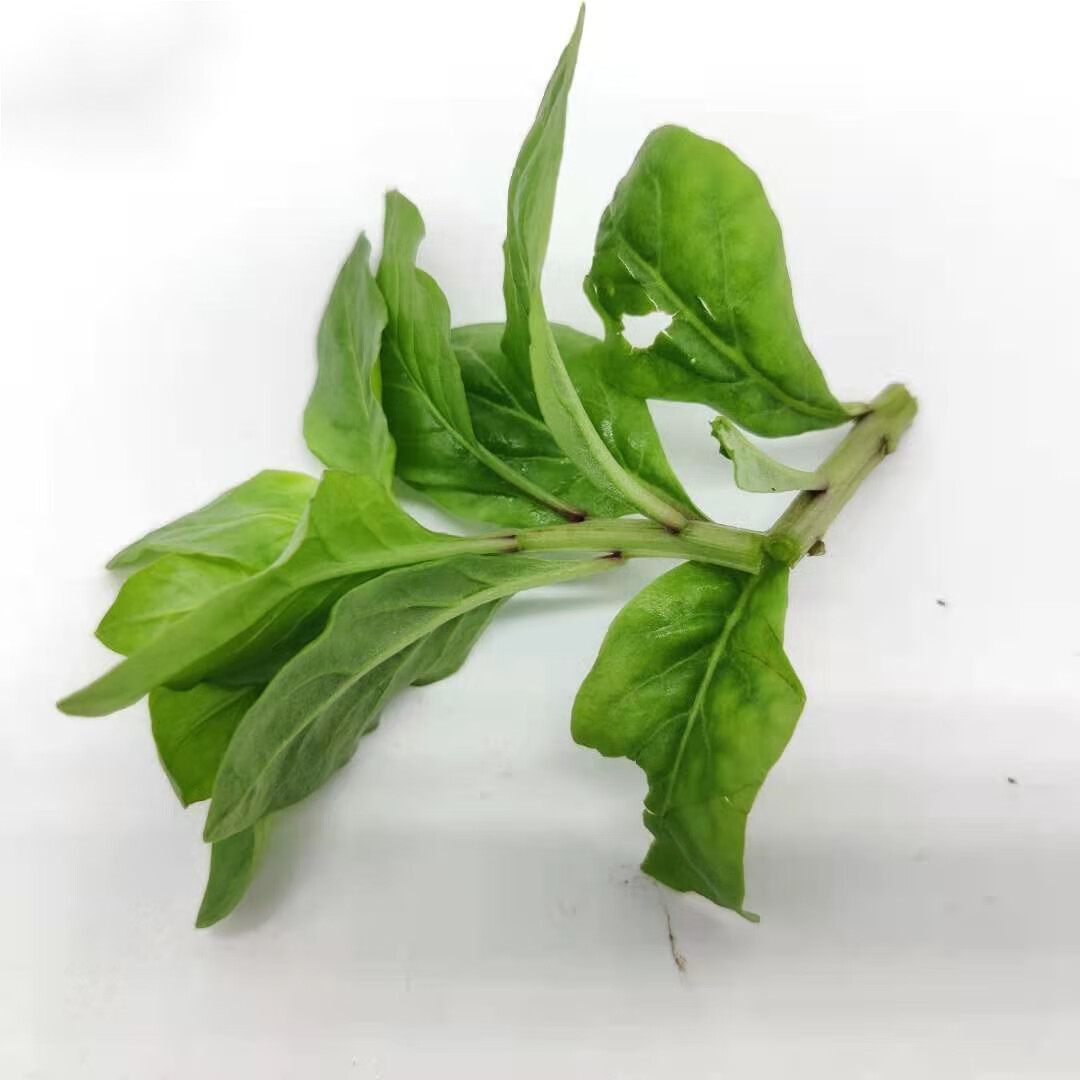 野菜嫩枸杞菜 枸杞叶 枸杞头无老杆子 产地直发多省 1000g【图片 价格