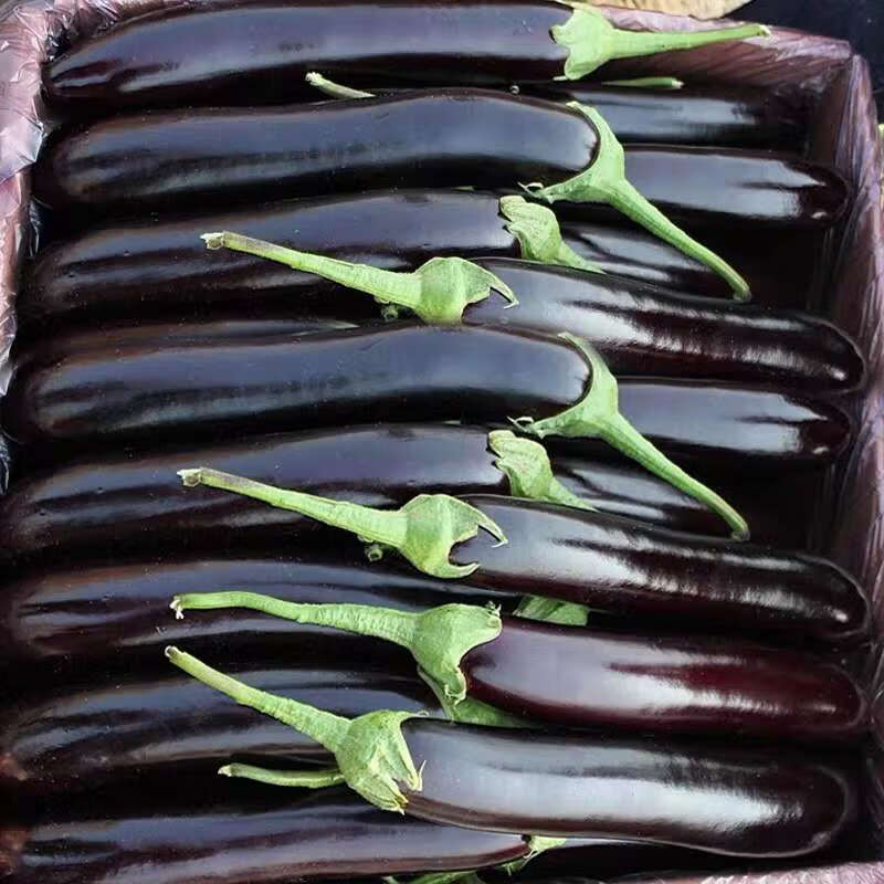 长茄子新鲜蔬菜现摘紫茄子农家自种长线大茄子细时令黑嫩细长茄2斤
