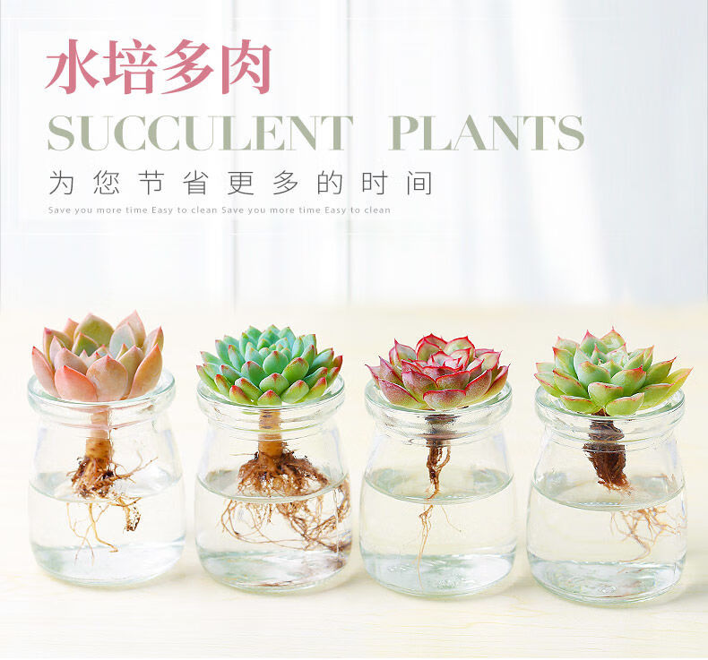 佟年精选 多肉植物水培多肉玻璃瓶水培多肉肉肉植物多肉大颗多肉植物套餐二 4颗随机多肉4瓶送2袋水珠 居家 京东 新品优惠