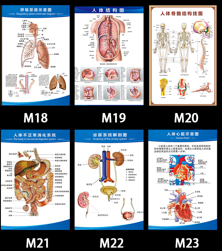 人体器官挂图 人体解剖五脏六腑图结构示意图谱挂图骨骼大挂图全身