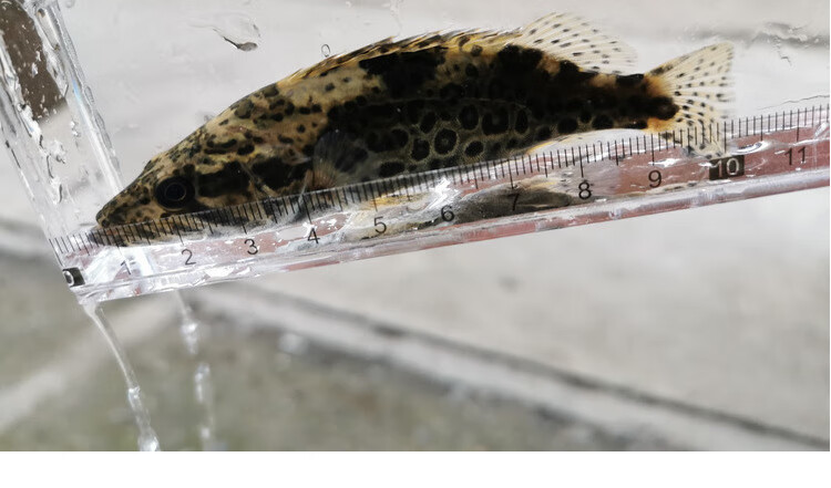 斑鳜 斑鳜鱼 斑鳜活体 斑鳜鱼苗 桂鱼 老虎鳜 圆桶鳜 原生鱼 淡水 18