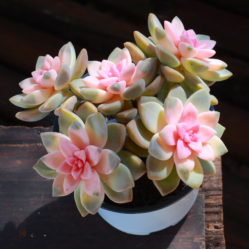 粉色紫雾多肉植物老桩绿植花卉组合盆栽阳台室内罕见稀有品种肉肉