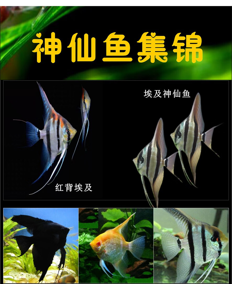 燕鱼种类图片