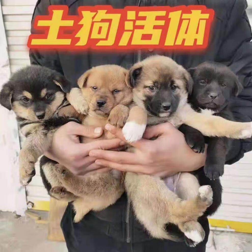 荣郁 土狗活体活物本地土狗中华田园犬领养农村看家护院幼崽大型肉狗