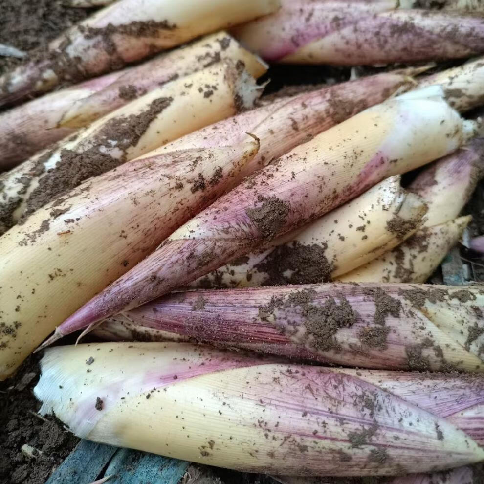 广西高山春笋苦笋新鲜现挖雷笋野生小竹笋冬笋小笋1斤