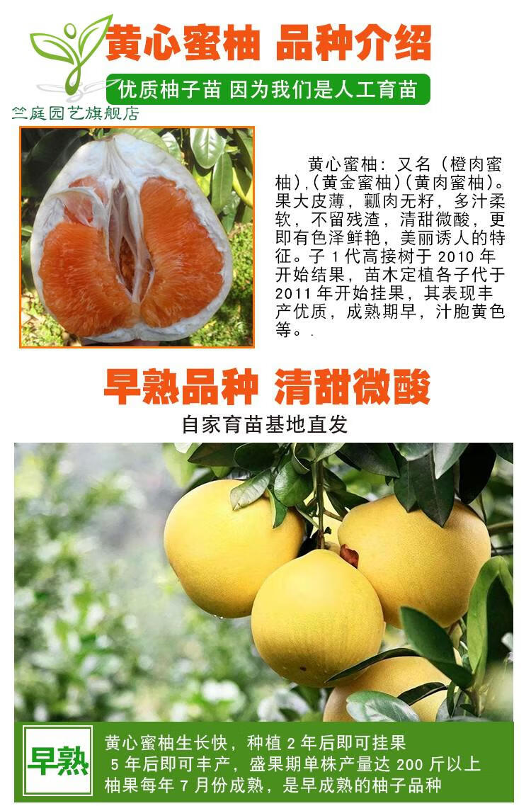 柚子苗官溪柚子苗嫁接苗红肉柚子树苗果树苗红心柚南三红蜜柚阳台庭院南北方种植当年结果苗桔柚2年苗 图片价格