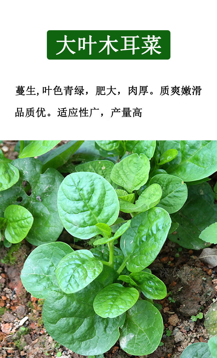 顏集卉大葉木耳菜種子四季種植速生豆腐菜春夏秋陽臺盆栽田園蔬菜種籽