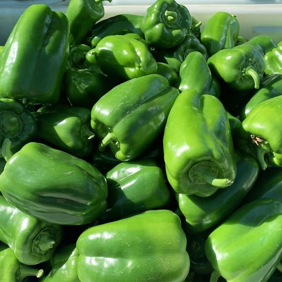 晨臻 现摘东北甜椒团椒灯笼椒辣椒农家自种 3斤精品手挑太空椒 裂果不