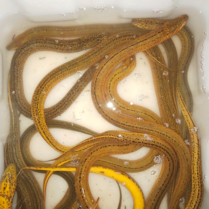纯黄鳝长鱼鳝鱼黄鳝丝鲜活现杀大鳝鱼盘鳝活体淡水鱼黄鳝1215条一斤