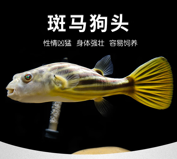 易萌水族斑馬狗頭魚 活體淡水河豚 活體觀賞魚大型河魨熱帶魚潛水艇觀