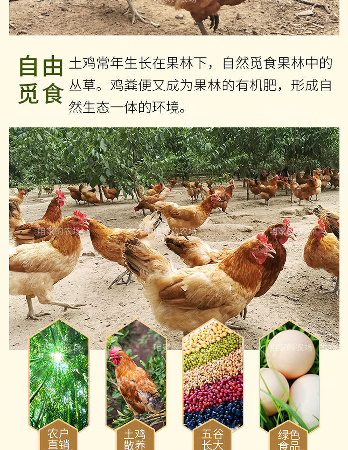 现捡现发农家散养新鲜初生蛋土鸡蛋草鸡蛋柴鸡蛋整箱批发混合装乌鸡蛋