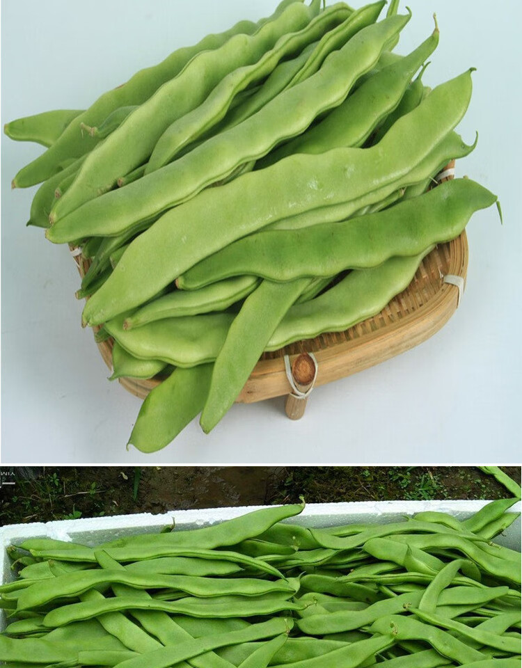 荷兰玉龙芸豆种子宽芸豆 油豆角架扁豆种籽早熟高产蔬菜豆角 玉龙